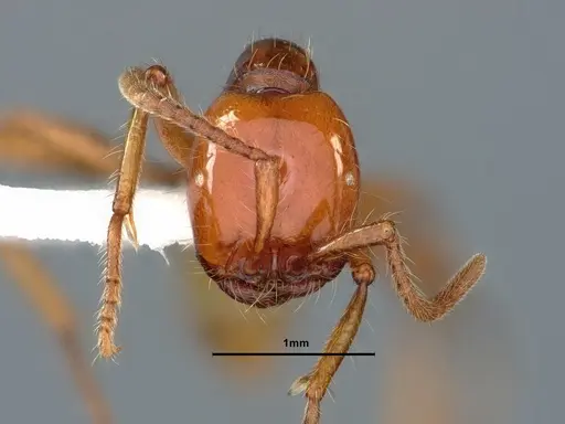 Neivamyrmex pacificus specimen CASENT0883401 image casent0883401_2