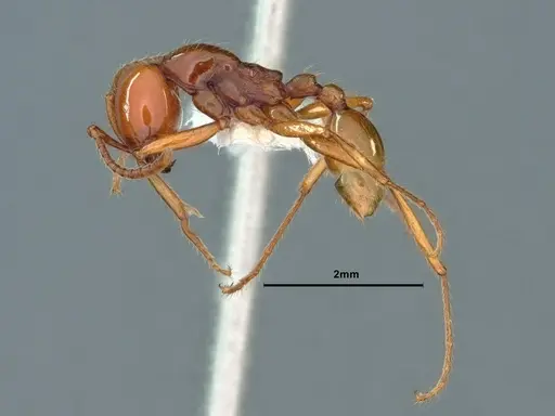 Neivamyrmex pacificus specimen CASENT0883401 image casent0883401_3