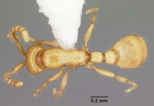 Neivamyrmex pauxillus specimen CASENT0104811 image casent0104811_1