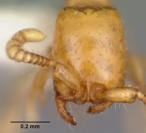 Neivamyrmex pauxillus specimen CASENT0104811 image casent0104811_2