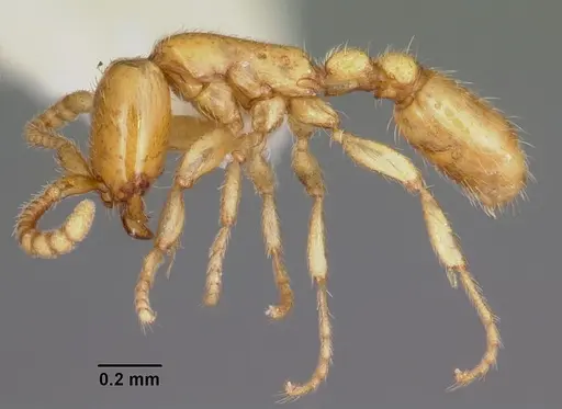 Neivamyrmex pauxillus specimen CASENT0104811 image casent0104811_3