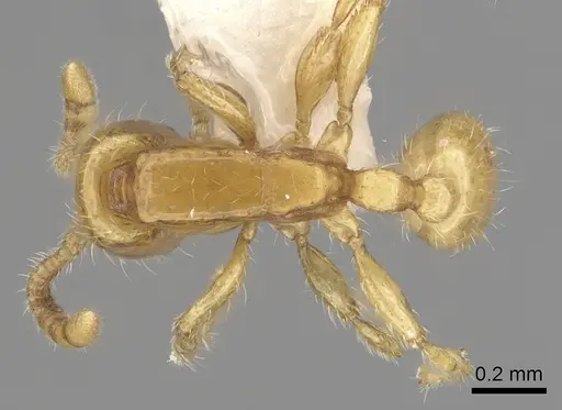 Neivamyrmex pauxillus specimen CASENT0249499 image casent0249499_1