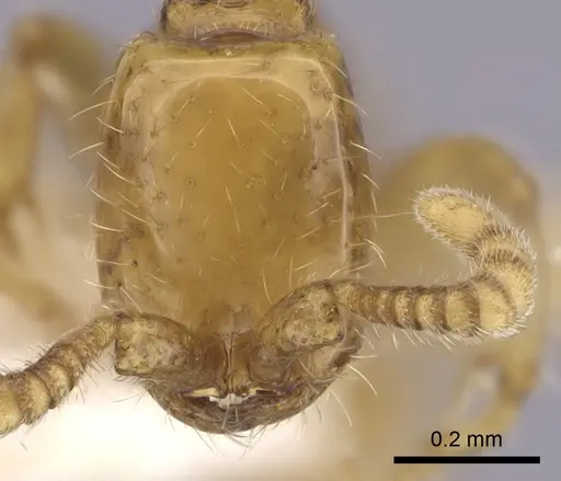 Neivamyrmex pauxillus specimen CASENT0249499 image casent0249499_2