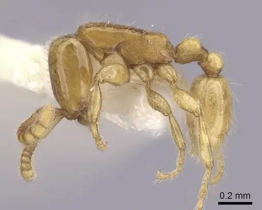 Neivamyrmex pauxillus specimen CASENT0249499 image casent0249499_3