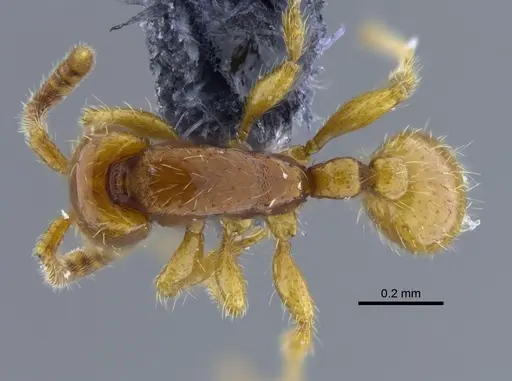 Neivamyrmex pauxillus specimen CBUMAGENT41753 image cbumagent41753_1