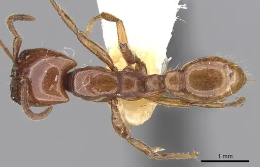 Neivamyrmex pertii specimen CASENT0281946 image casent0281946_1