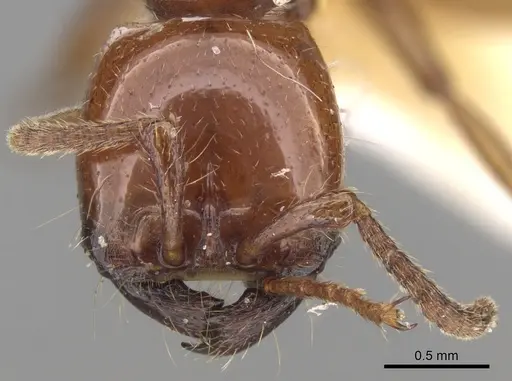 Neivamyrmex pertii specimen CASENT0281946 image casent0281946_2