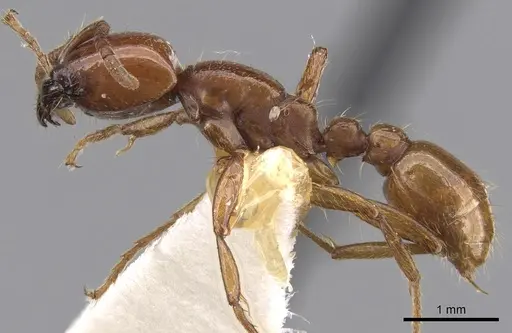 Neivamyrmex pertii specimen CASENT0281946 image casent0281946_3