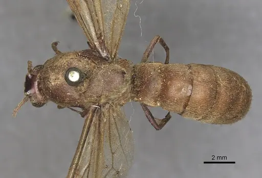 Neivamyrmex pertii specimen CASENT0901960 image casent0901960_1