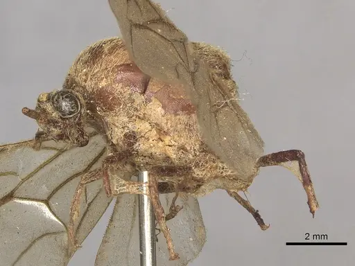 Neivamyrmex pertii specimen CASENT0901960 image casent0901960_3