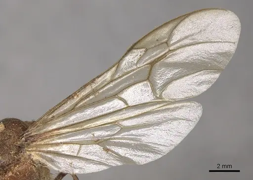 Neivamyrmex pertii specimen CASENT0901960 image casent0901960_4