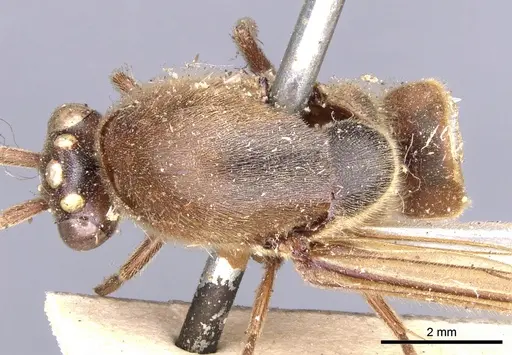 Neivamyrmex pertii specimen CASENT0902646 image casent0902646_1