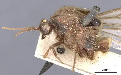 Neivamyrmex pertii specimen CASENT0902646 image casent0902646_3