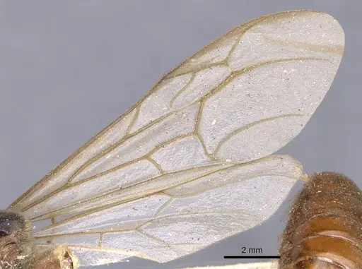 Neivamyrmex pertii specimen CASENT0902646 image casent0902646_4
