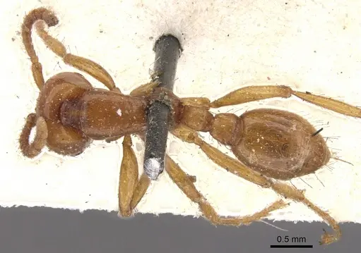 Neivamyrmex pertii specimen CASENT0902647 image casent0902647_1