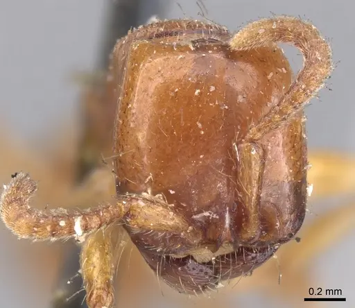 Neivamyrmex pertii specimen CASENT0902647 image casent0902647_2