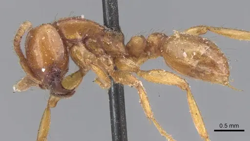 Neivamyrmex pertii specimen CASENT0902647 image casent0902647_3