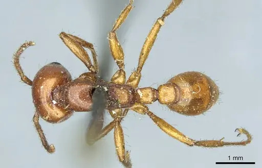 Neivamyrmex pertii specimen CASENT0915860 image casent0915860_1