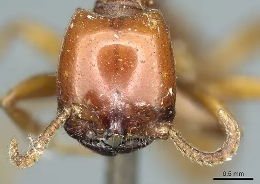 Neivamyrmex pertii specimen CASENT0915860 image casent0915860_2