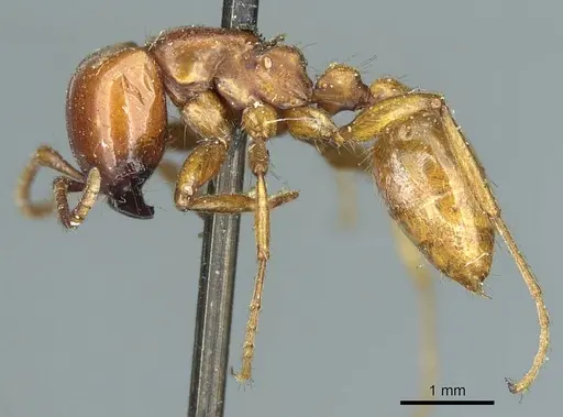 Neivamyrmex pertii specimen CASENT0915860 image casent0915860_3