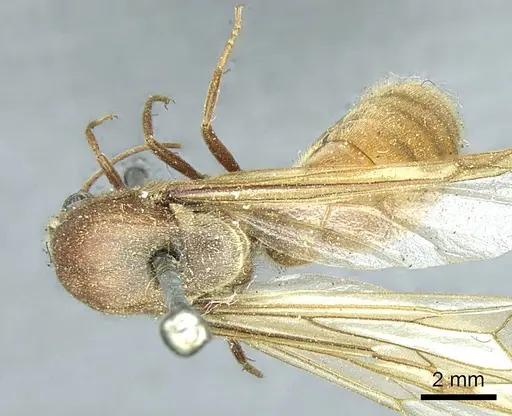 Neivamyrmex pertii specimen CASENT0915861 image casent0915861_1