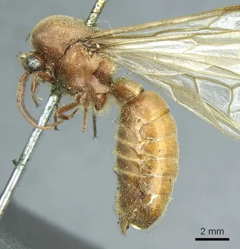 Neivamyrmex pertii specimen CASENT0915861 image casent0915861_3