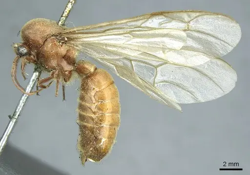 Neivamyrmex pertii specimen CASENT0915861 image casent0915861_4
