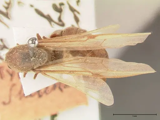 Neivamyrmex pertii specimen FOCOL0677 image focol0677_1