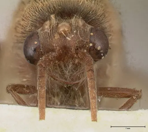 Neivamyrmex pertii specimen FOCOL0677 image focol0677_2