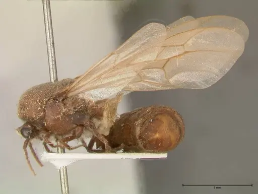 Neivamyrmex pertii specimen FOCOL0677 image focol0677_3