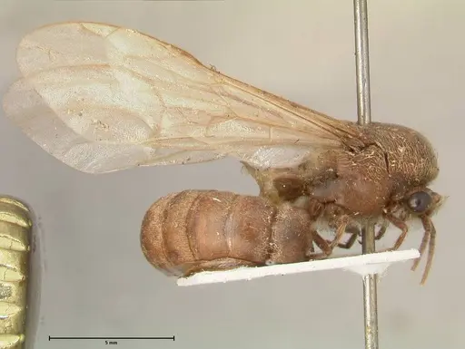 Neivamyrmex pertii specimen FOCOL0677 image focol0677_4