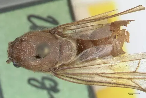 Neivamyrmex pertii specimen FOCOL1138 image focol1138_1