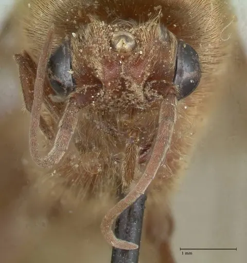 Neivamyrmex pertii specimen FOCOL1138 image focol1138_2