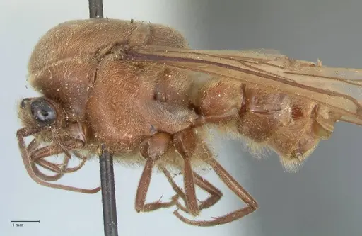 Neivamyrmex pertii specimen FOCOL1138 image focol1138_3