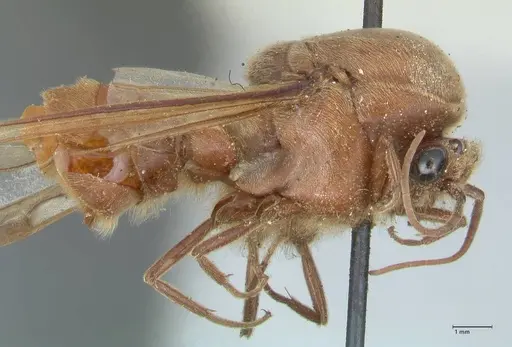 Neivamyrmex pertii specimen FOCOL1138 image focol1138_4