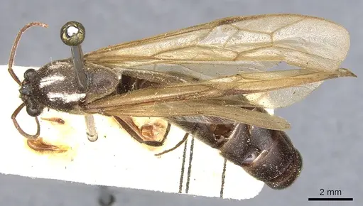 Neivamyrmex physognathus specimen CASENT0903740 image casent0903740_1