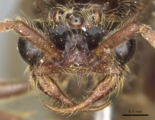 Neivamyrmex physognathus specimen CASENT0903740 image casent0903740_2