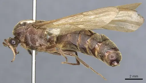 Neivamyrmex physognathus specimen CASENT0903740 image casent0903740_3