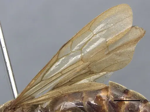 Neivamyrmex physognathus specimen CASENT0903740 image casent0903740_4