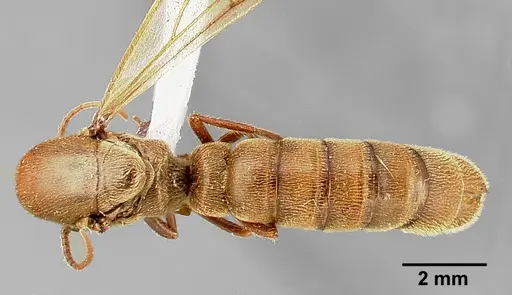 Neivamyrmex pilosus specimen CASENT0005335 image casent0005335_1
