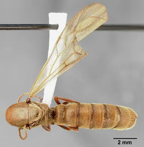 Neivamyrmex pilosus specimen CASENT0005335 image casent0005335_2