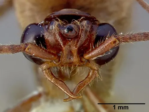 Neivamyrmex pilosus specimen CASENT0005335 image casent0005335_3