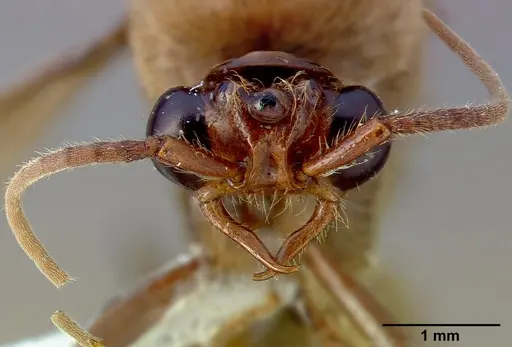 Neivamyrmex pilosus specimen CASENT0005335 image casent0005335_4