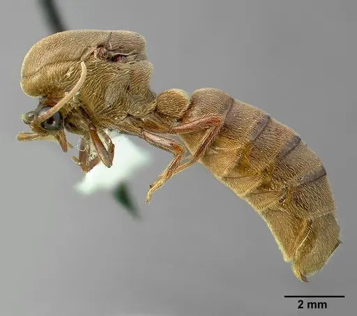Neivamyrmex pilosus specimen CASENT0005335 image casent0005335_5