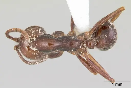 Neivamyrmex pilosus specimen CASENT0104749 image casent0104749_1
