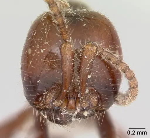 Neivamyrmex pilosus specimen CASENT0104749 image casent0104749_2