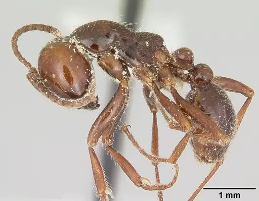 Neivamyrmex pilosus specimen CASENT0104749 image casent0104749_3