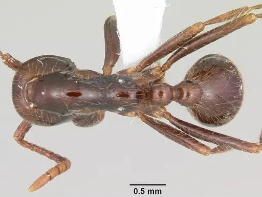 Neivamyrmex pilosus specimen CASENT0104750 image casent0104750_1