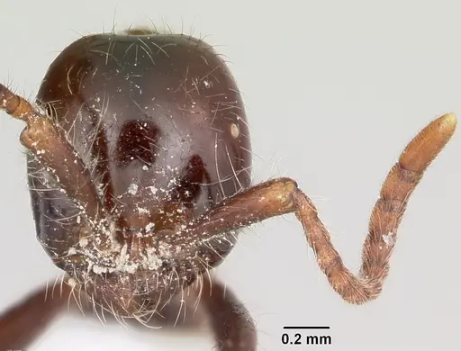 Neivamyrmex pilosus specimen CASENT0104750 image casent0104750_2