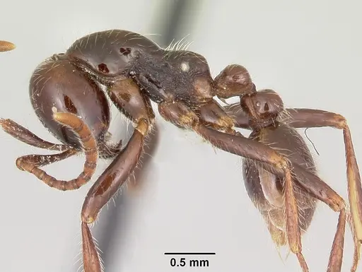 Neivamyrmex pilosus specimen CASENT0104750 image casent0104750_3